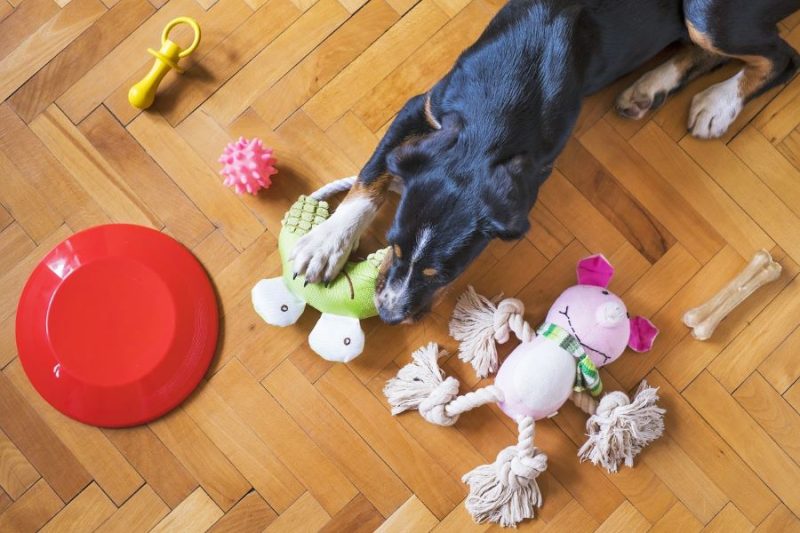 Dog Chew Toys Selection