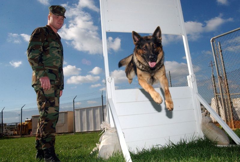 Military Dog Jump