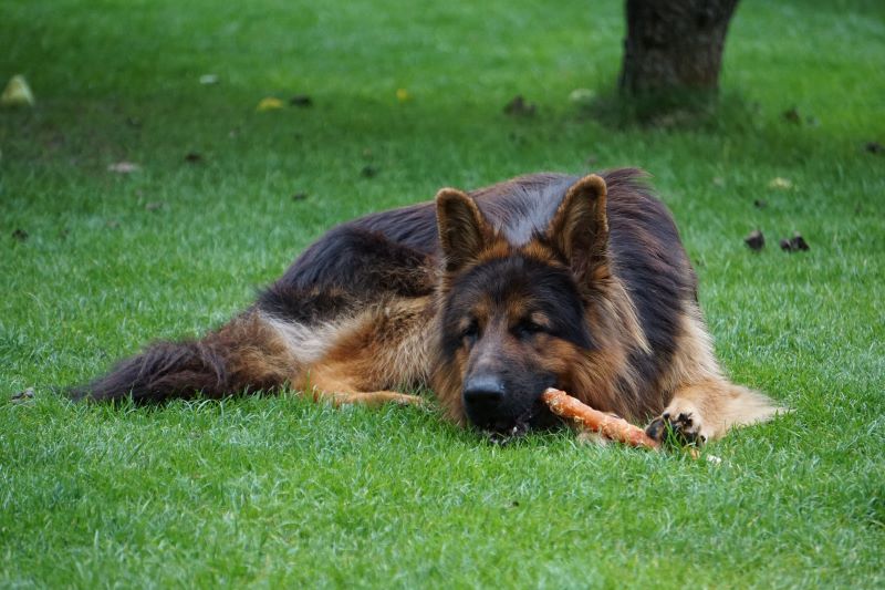 Relaxed German Shepherd Chewing