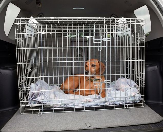 Dog relaxed in crate
