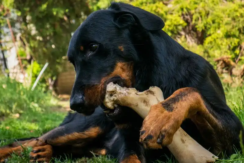 Dog chewing a bone