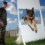 Military-Dog-Jump-150x150-new