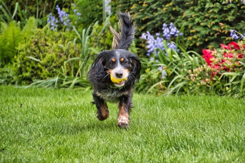 Dog carrying ball