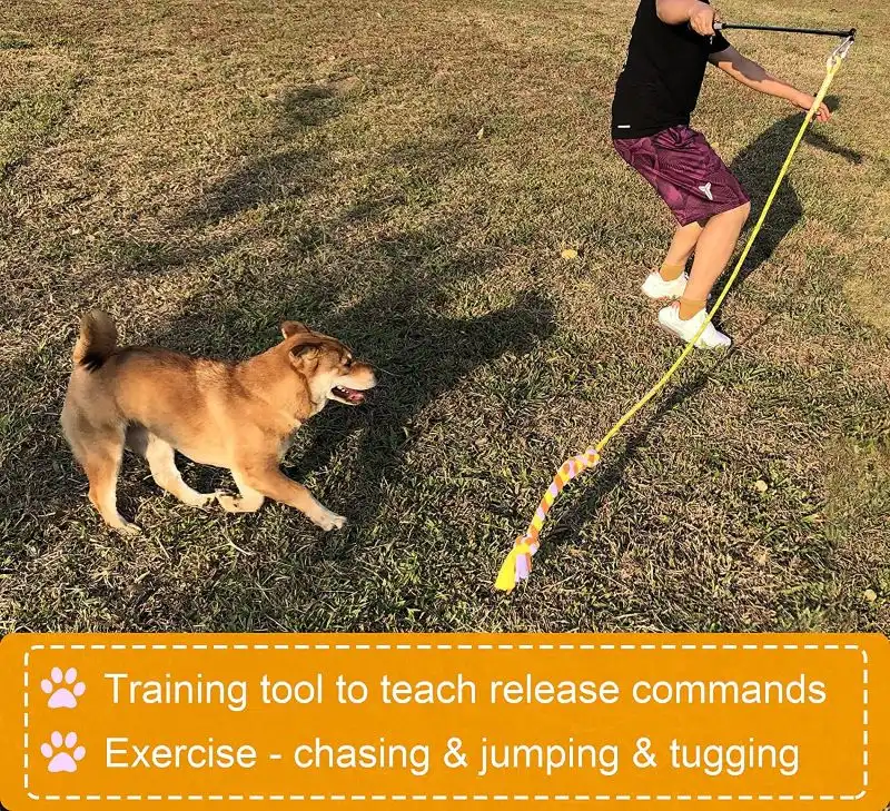 Flirt Pole dog exercise2