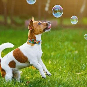 Bubble Machine Dogs3