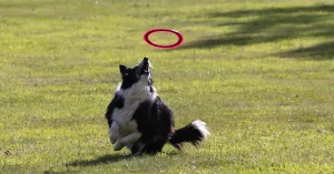 Dog playing Fetch