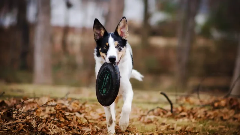 Dog playing frisby