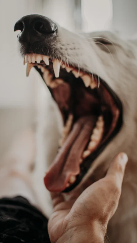 Dog Yawn