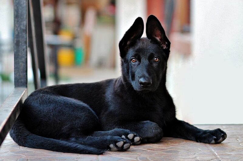 black-german-shepherd-puppy