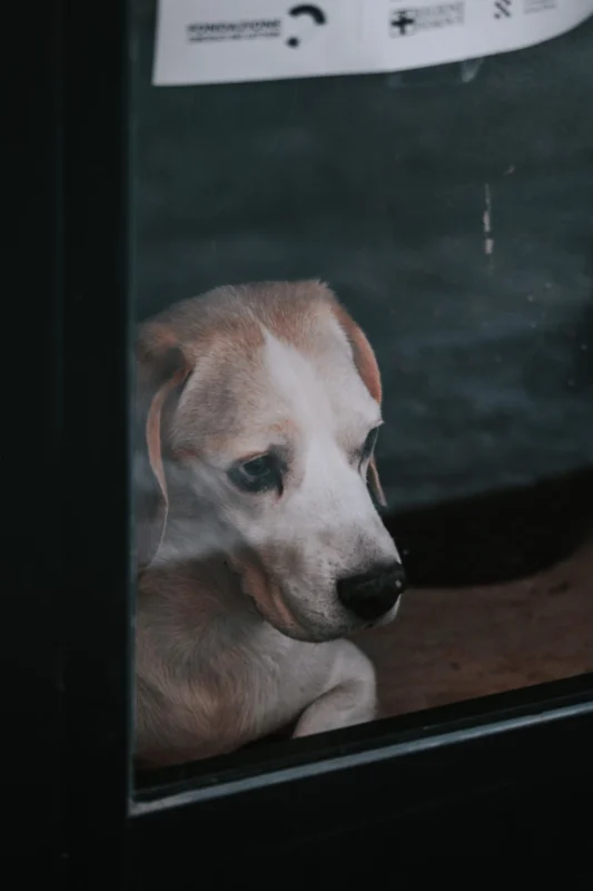 Dog waiting at the door for owner