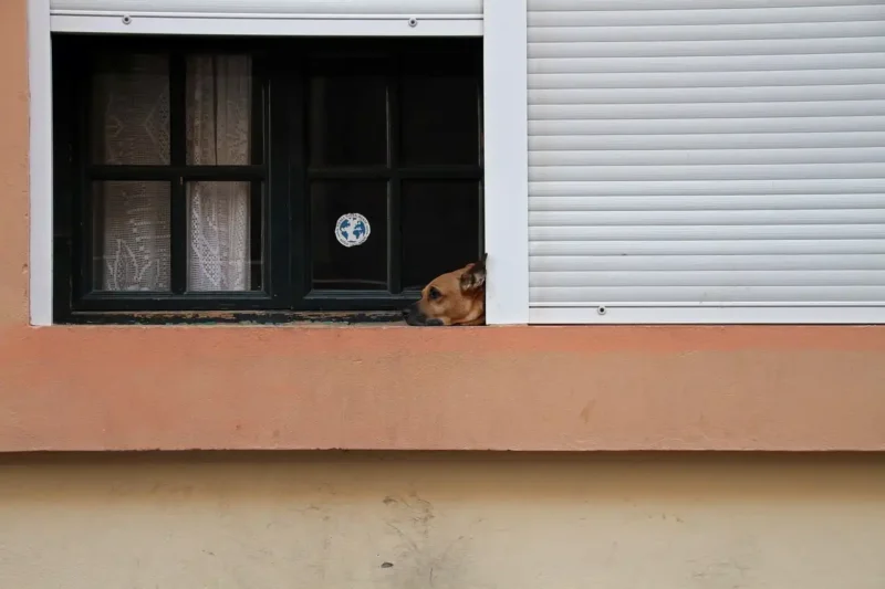 Dog waiting for owners at the window